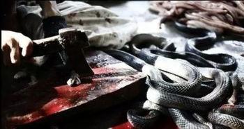 与蛇共舞香港在线观看,香港神秘生态探秘之旅