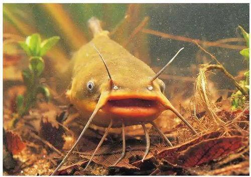 北极鲶鱼最新爆料视频,揭秘事件背后惊人内幕